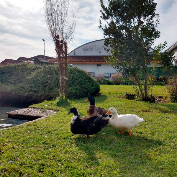 Vale do Maipo – CL Rumo à Vinícolas (10)