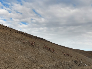 el Calafate - Argentina 4