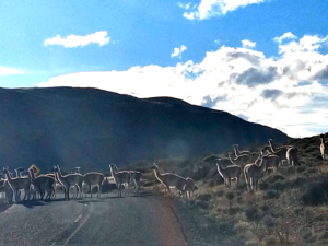 parque-nacional-torres-del-paine-motorhome - 13-05-2019 7 (4)