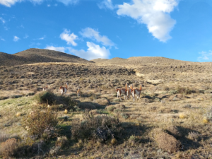 parque-nacional-torres-del-paine-motorhome - 13-05-2019 7 (5)